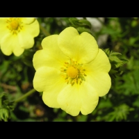 Potentilla Hookeriana (fam. Rosacees)(Am. du Nord)(04)